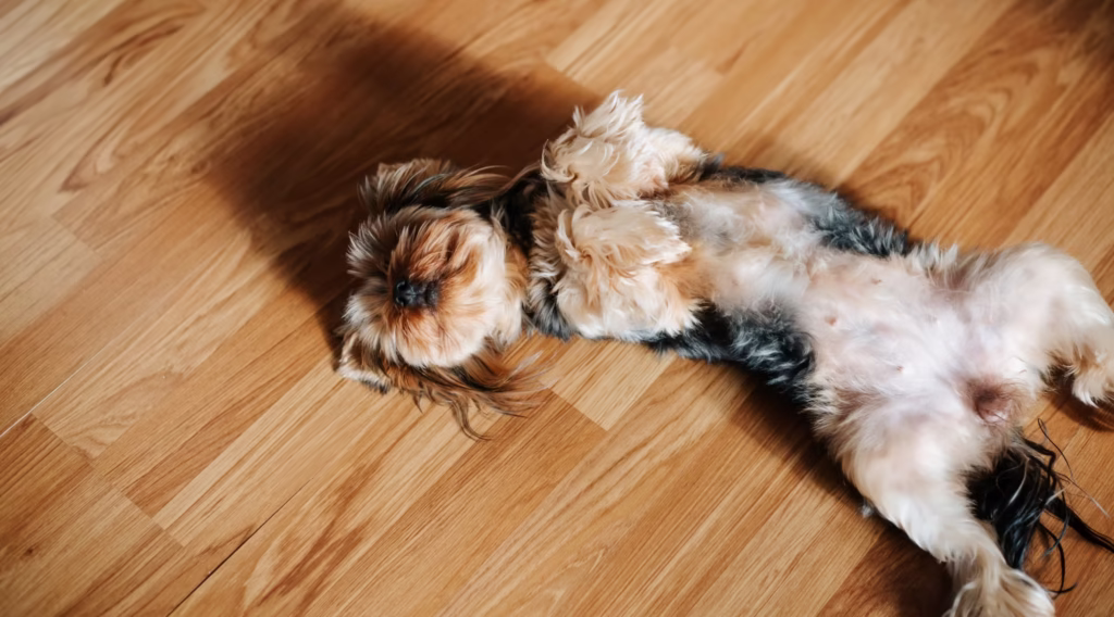 pet-friendly flooring solutions