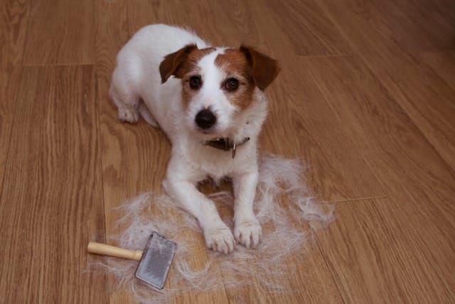 pet-friendly flooring solutions